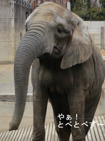 多摩動物公園のアフリカゾウの砥夢くんのお姉さんゾウの媛ちゃん