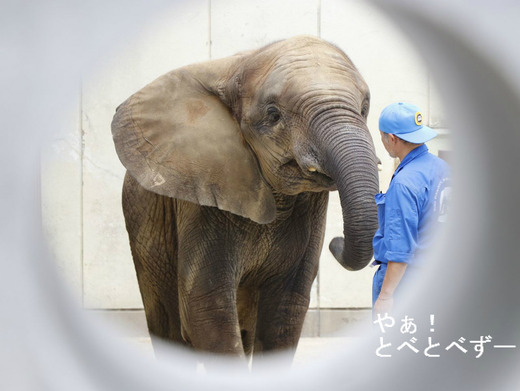 日本で初めて人工哺育で育ったアフリカゾウの媛ちゃん（10歳）