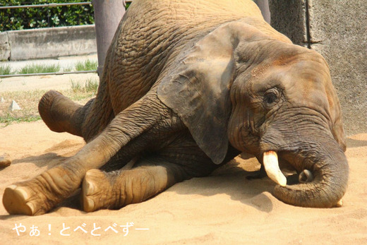 ゾウななぜ砂浴びをするのか？