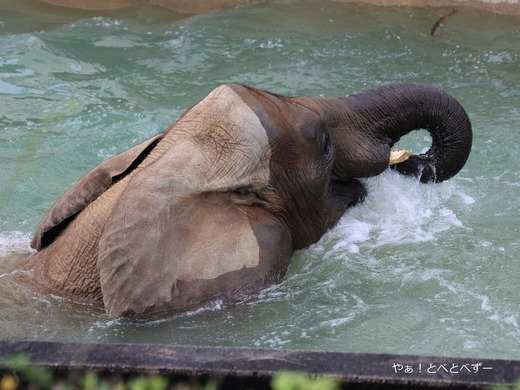 アフリカゾウ、アジアゾウ大好きブログ：やぁ！とべとべずー