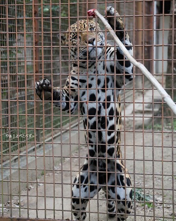 とべ動物園ジャガー（琥珀）