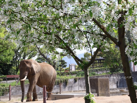 とべ動物園ブログ:やぁ!とべとべずー