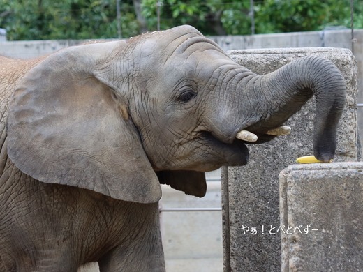 アフリカゾウ、アジアゾウ大好きブログ：やぁ！とべとべずー
