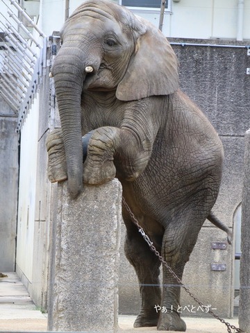 とべ動物園アフリカゾウ:アフ、リカ、媛、砥夢、砥愛