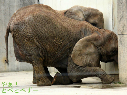 愛媛とべ動物園アフリカゾウ:リカ(母)