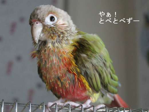 ホオミドリアカオウロコインコ（パイナップル）