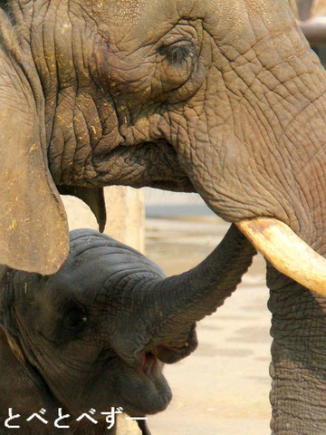 とべ動物園アフリカゾウ：リカ（母）、砥愛（次女）