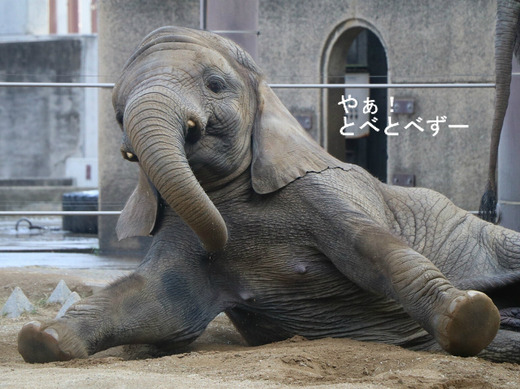 アフリカゾウ、アジアゾウ大好きブログ