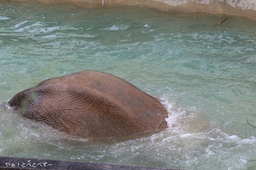 アフリカゾウ大好きブログ：やぁ！とべとべずー