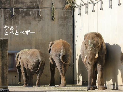 とべ動物園ブログ：媛、ピース、ティア、フー