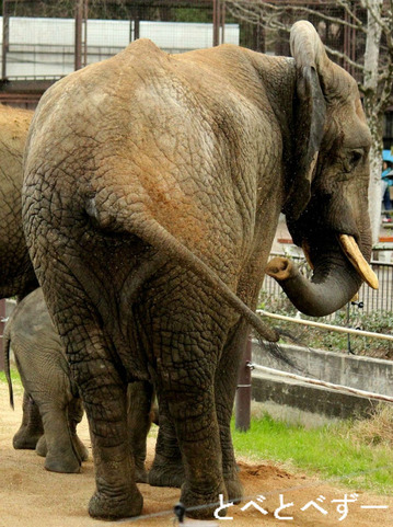 砂浴びをするアフリカゾウの母親：とべ動物園（愛媛）