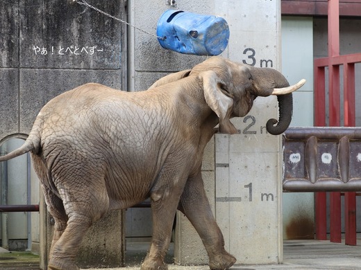 とべ動物園ブログ：やぁ！とべとべずー