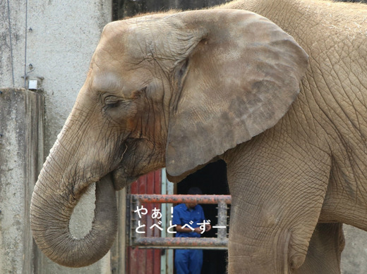 とべ動物園アフリカゾウ:媛ちゃん(メス、12歳)