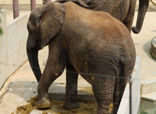 とべ動物園アフリカゾウのブログ：やぁ！とべとべずー