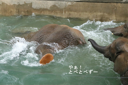 プールで潜るアフリカゾウのお母さん象のリカさん