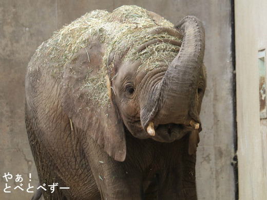 とべ動物園ブログ：やぁ！とべとべずー