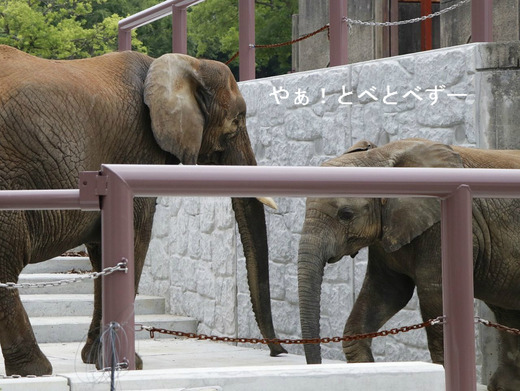 アフリカゾウ、アジアゾウ大好きブログ：やぁ！とべとべずー