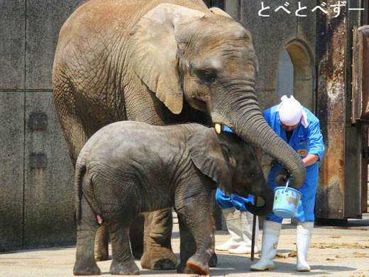 とべ動物園アフリカゾウのブログ：やぁ！とべとべずー与茂駄くあとろ