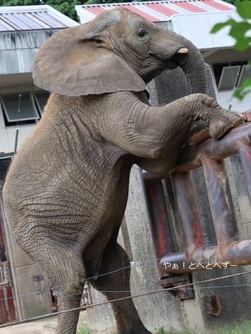 二本足で立つゾウ＠愛媛県立とべ動物園