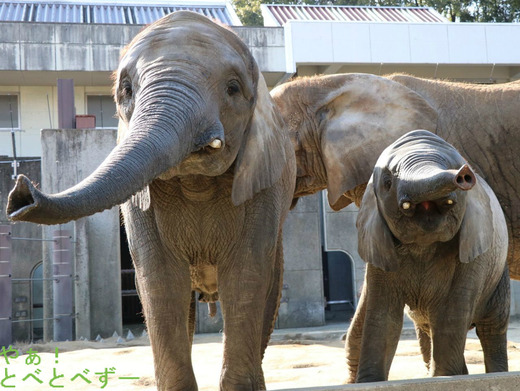 とべ動物園アフリカゾウ：アフ、リカ、媛、砥夢、砥愛
