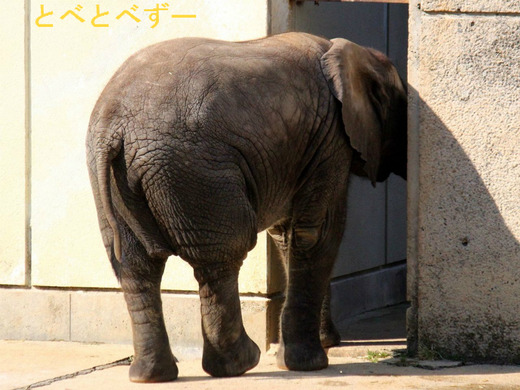 感動!レジェンド動物園~世界が認めた熱血飼育員~で紹介されたゾウ