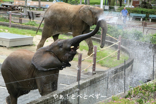 とべ動物園アフリカゾウのブログ：やぁ！とべとべずー