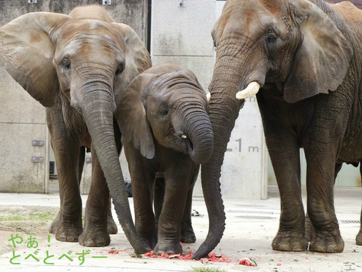 砥愛ちゃんの大好物のスイカ