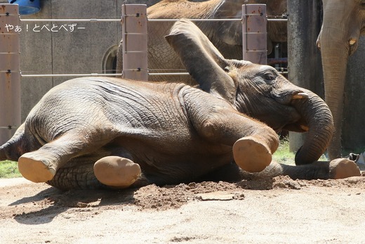 日本で唯一血縁関係のあるアフリカゾウの親子が暮らす愛媛とべ動物園
