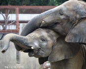 とべ動物園写真コンクール：入賞