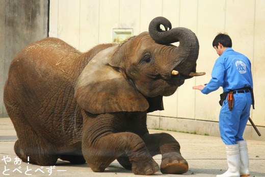 とべ動物園アフリカゾウの媛ちゃん