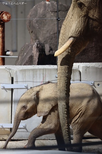 マルミミゾウの赤ちゃん@広島市安佐動物公園