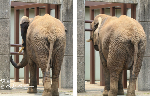 アフリカゾウの写真満載のブログ：やぁ！とべとべずー