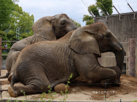 とべ動物園アフリカゾウ：媛ちゃん（メス、１８歳）