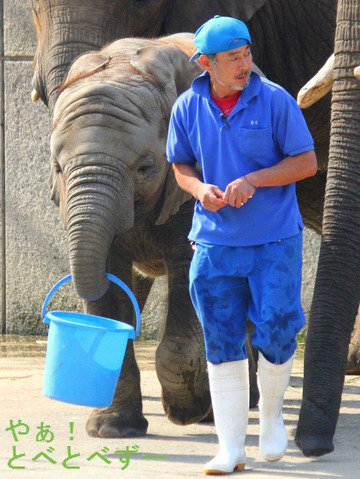アフリカのレジェンド飼育員の椎名修さんと子象の砥愛ちゃん
