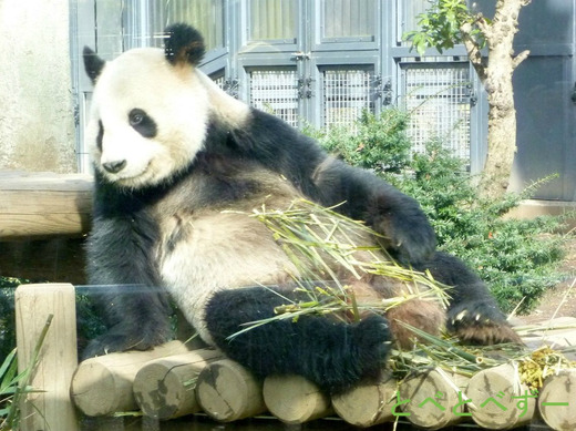 上野動物園のパンダ