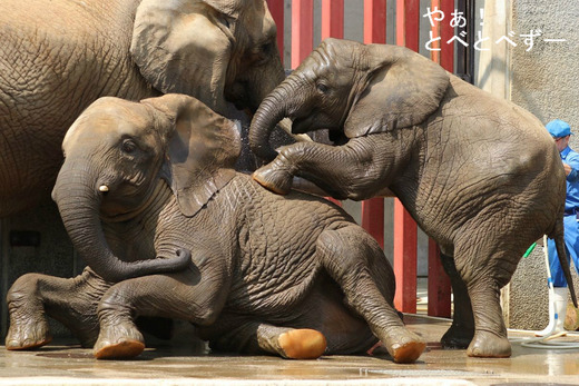 とべ動物園アフリカゾウの親子:リカ、媛、砥愛