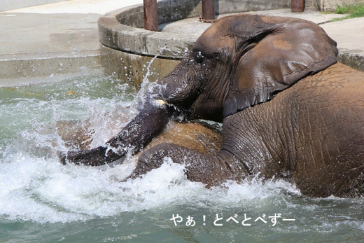 アフリカゾウの写真満載のブログ：やぁ！とべとべずー