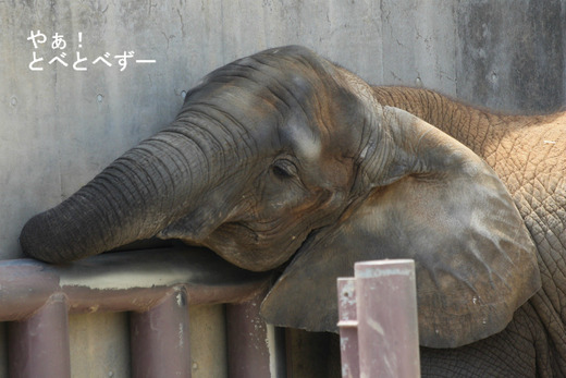 とべ動物園アフリカゾウのブログ:やぁ!とべとべずー