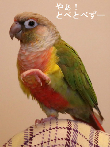 ウロコインコとゾウのブログ:やぁ!とべとべずー