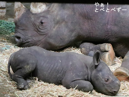 とべ動物園ヒガシクロサイのブログ:やぁ!とべとべずー