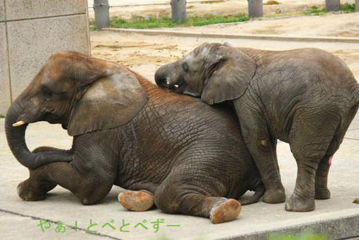 とべ動物園イベント情報:砥愛ちゃんの3歳お誕生会開催(5/29)