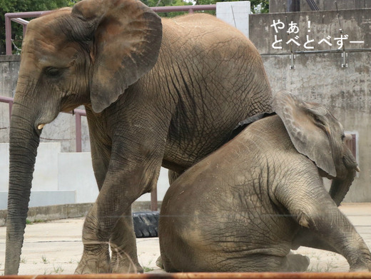 アフリカゾウの仲良し姉妹：媛ちゃん、砥愛ちゃん