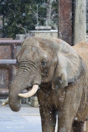 アフリカゾウ、サバンナゾウ大好きブログ：やぁ！とべとべずー