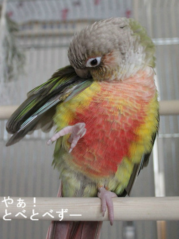 ウロコインコのブログ:やぁ!とべとべずー