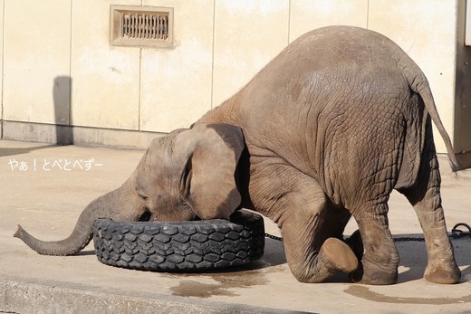 とべ動物園アフリカゾウ：砥愛ちゃん（メス、７歳）