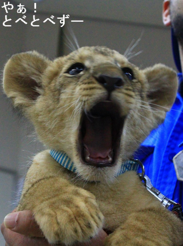 臨時増刊号 ライオンの赤ちゃん やぁ とべとべずー与茂駄 よもだ くあとろ とべ動物園で暮らすアフリカゾウのブログ 臨時増刊号 ライオンの赤ちゃん やぁ とべとべずー与茂駄 よもだ くあとろ とべ動物園で暮らすアフリカゾウのブログ