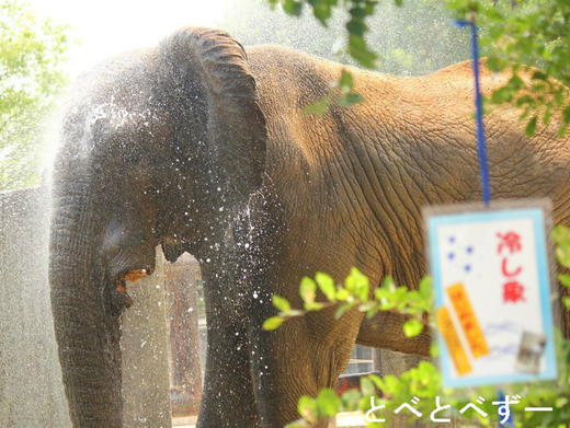とべ動物園アフリカゾウ：アフ（２８歳、オス）