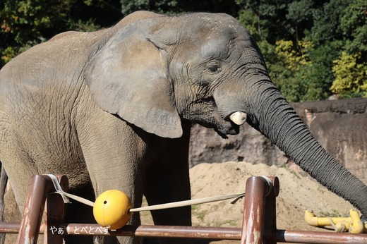 とべ動物園アフリカゾウ：アフ、リカ、媛、砥夢、砥愛