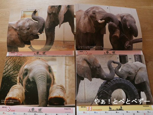とべ動物園アフリカゾウのブログ:やぁ!とべとべずー