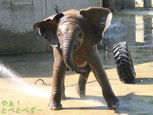 とべ動物園砥愛ちゃんのブログ：やぁ！とべとべずー